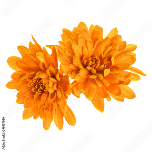 two chrysanthemum flower heads isolated on white background closeup. Garden flower, no shadows, top view, flat lay.