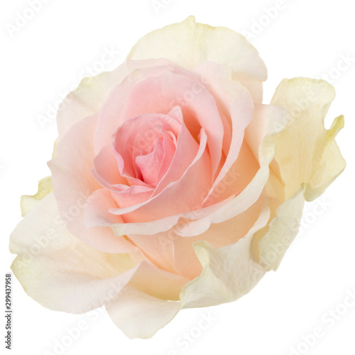 Pink rose isolated on white background closeup. Rose flower head in air  without shadow. Top view  flat lay.