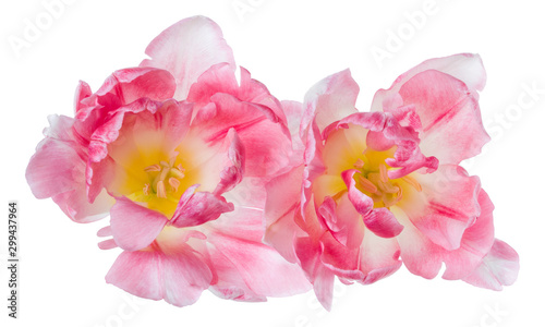 Bouquet of two spring pink tulips flowers isolated on white background closeup. Flowers bunch in air, without shadow. Top view, flat lay.