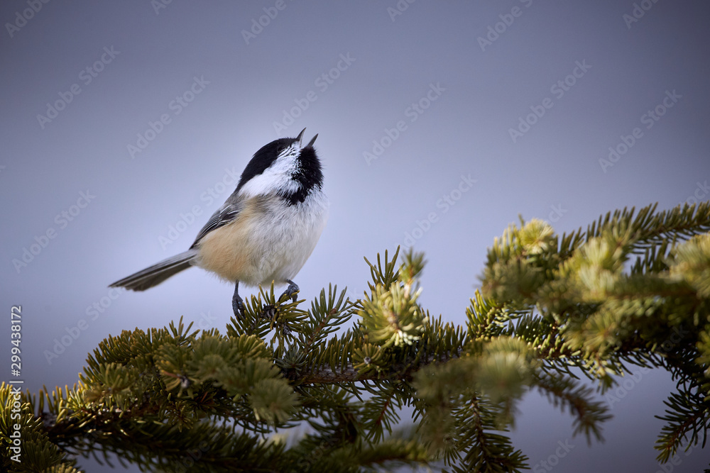 Naklejka premium Black-capped chickadee singing on a spruce tree branch