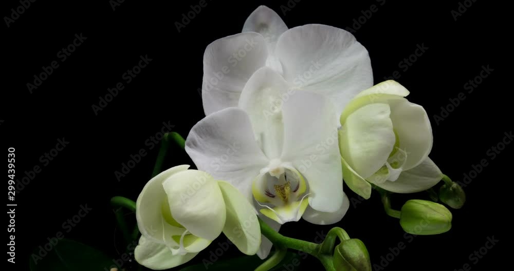 Time-lapse of opening orchid 4K on black background Time-lapse of opening orchid 4K on black background
