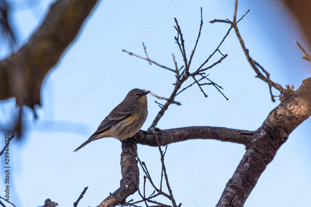 Small Pine Warbler bird rests on tree branch perch against a blue sky background in Autumn. Small Pine Warbler bird rests on tree branch perch against a blue sky background in Autumn.