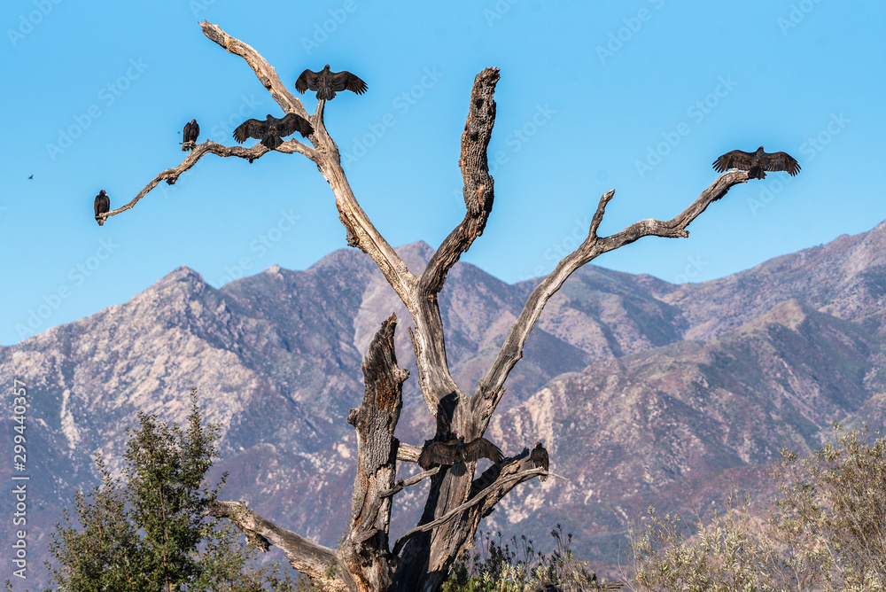 Group of huge Turkey Vulture birds all taking their own perch on a dried tree with wings spread to dry in morning sun. Group of huge Turkey Vulture birds all taking their own perch on a dried tree with wings spread to dry in morning sun.