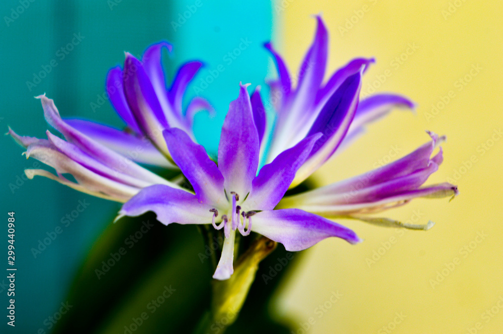 water lily water lily