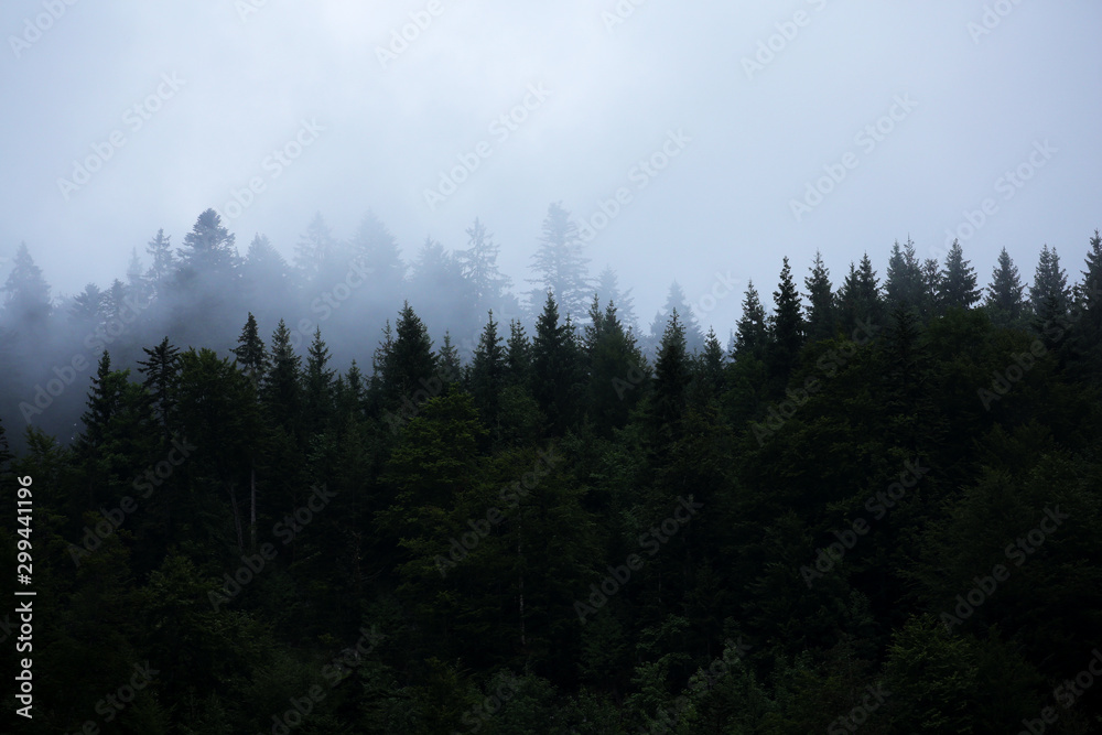 dark forest with fog in nothern europe.