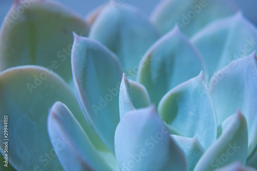 close-up photograhy of a succulent plant ith iridescent colors © Altagracia Art