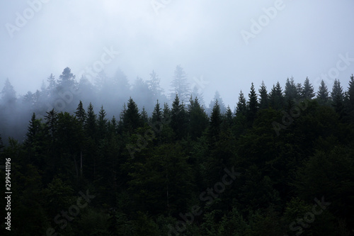dark forest with fog in nothern europe.