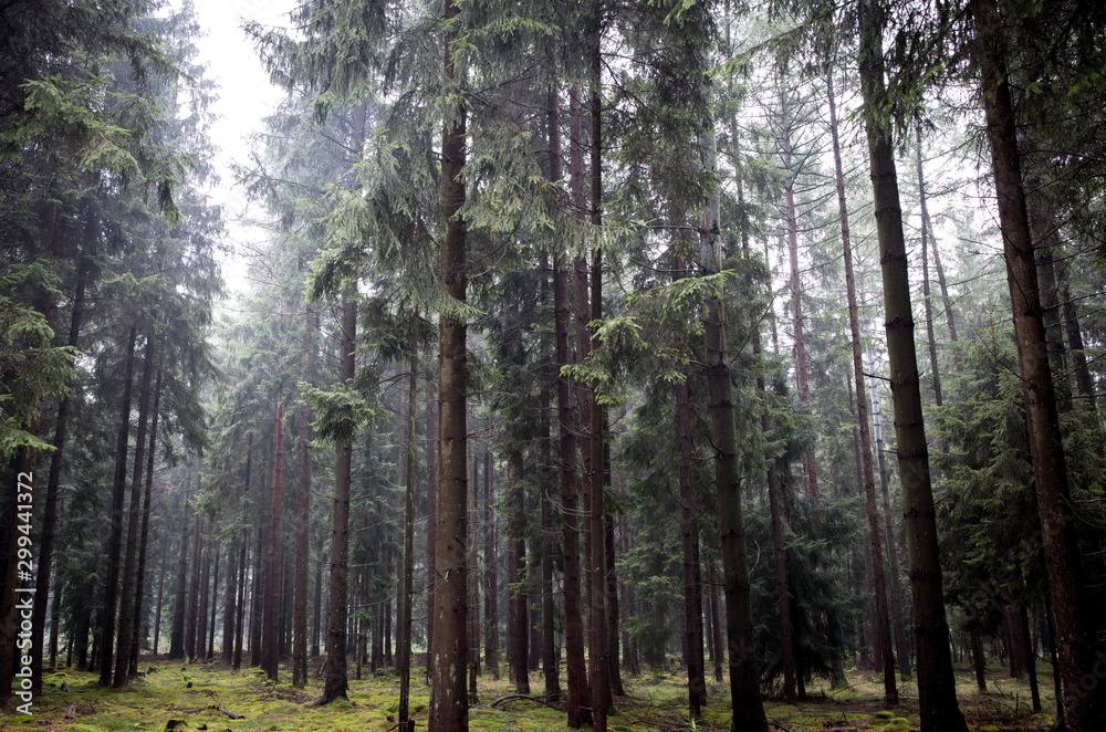 Fototapeta premium Dämmerwald