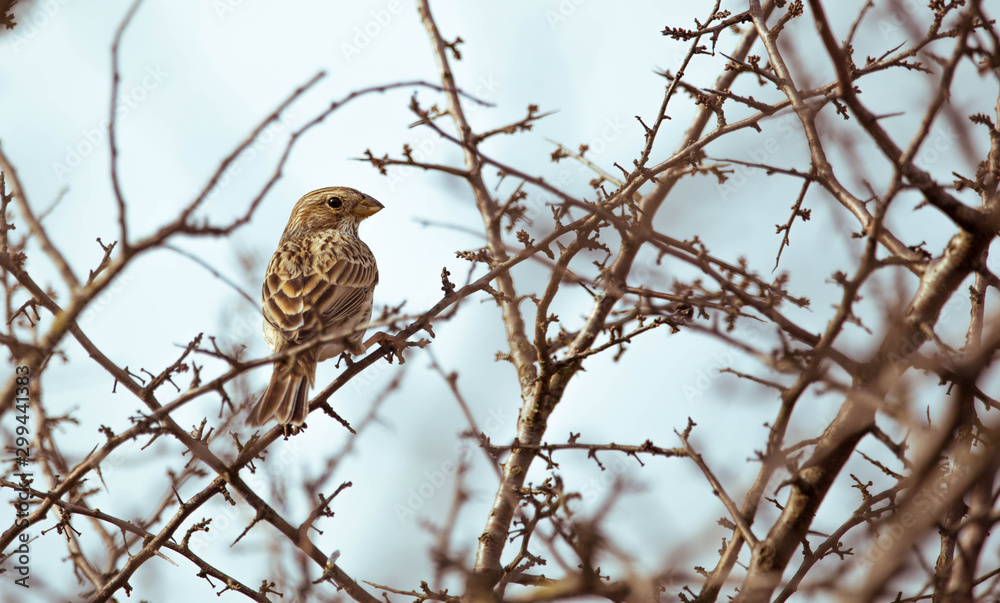 Emberiza calandra or Miliaria calandra refers to the corn bunting which is a passerine bird in the bunting family Emberizidae Emberiza calandra or Miliaria calandra refers to the corn bunting which is a passerine bird in the bunting family Emberizidae