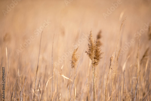 golden reeds field