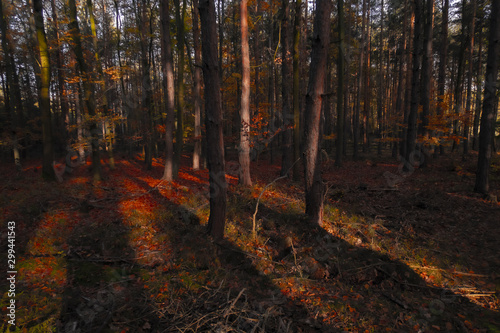 Sunlight in the autumn forest. Autumn landscape