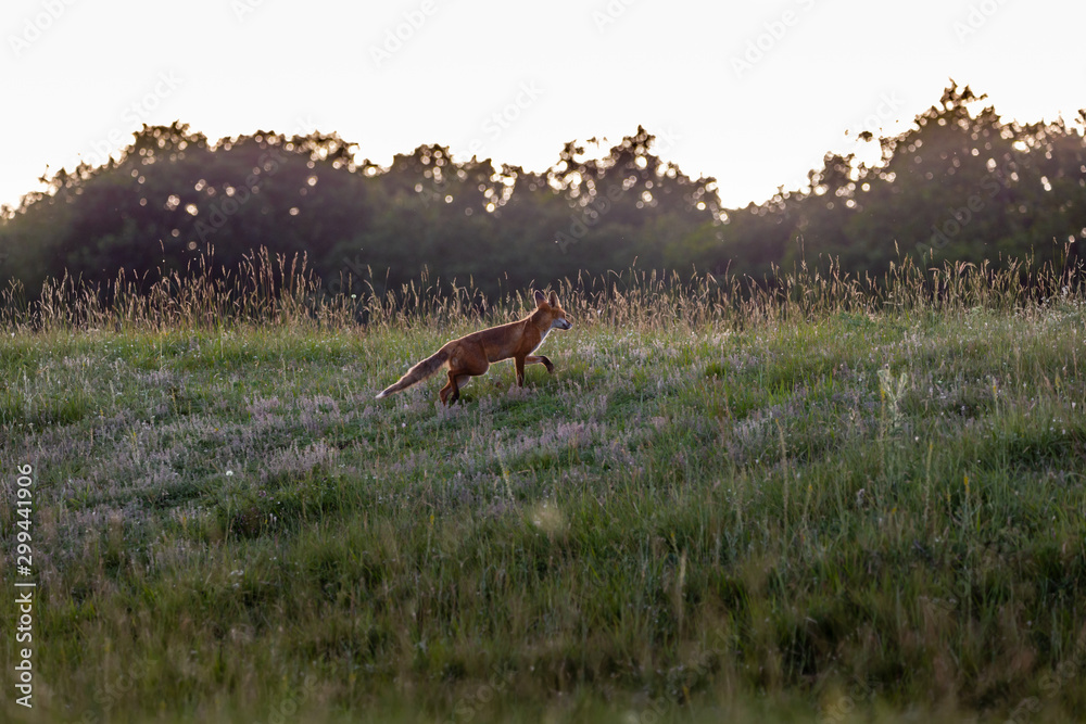 Naklejka premium Vulpes vulpes, European red fox near Hoia Baciu forest from Romania. Transylvania wildlife.