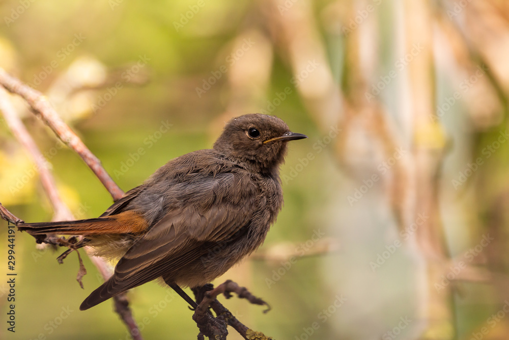The black redstart (Phoenicurus ochruros) is a small passerine bird in the redstart genus Phoenicurus. The black redstart (Phoenicurus ochruros) is a small passerine bird in the redstart genus Phoenicurus.