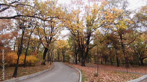 Autumn trees in the city park photo