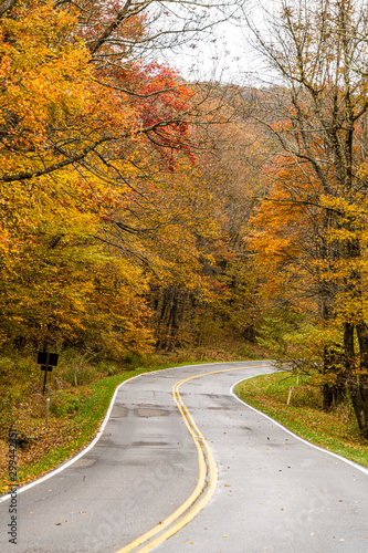 Road into the woods