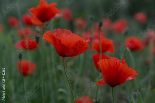 amapolas