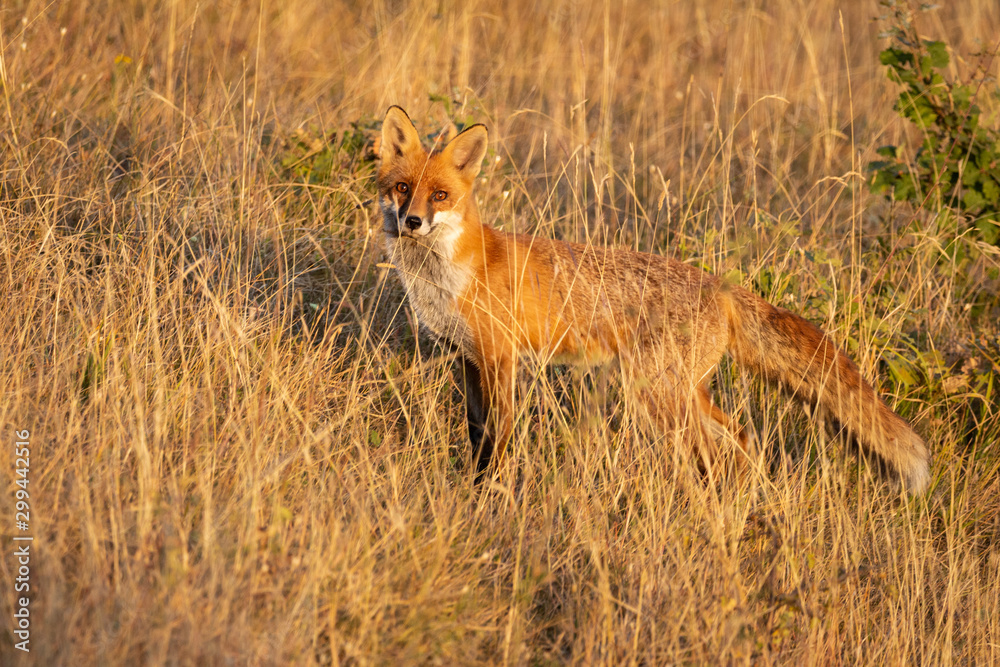 The red fox (Vulpes vulpes) is the largest of the true foxes and one of the most widely distributed members of the order Carnivora. The red fox (Vulpes vulpes) is the largest of the true foxes and one of the most widely distributed members of the order Carnivora.