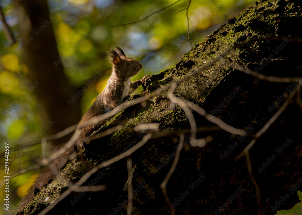 Fototapeta premium Eurasian red squirrel, Sciurus vulgaris