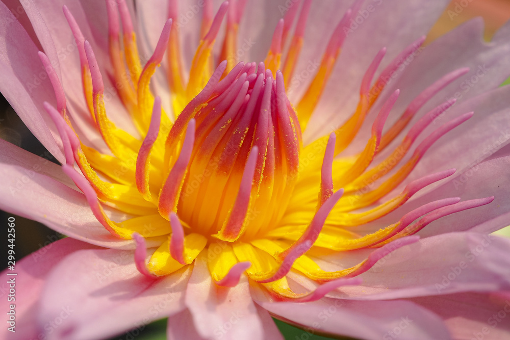 Fototapeta premium close up of a flower