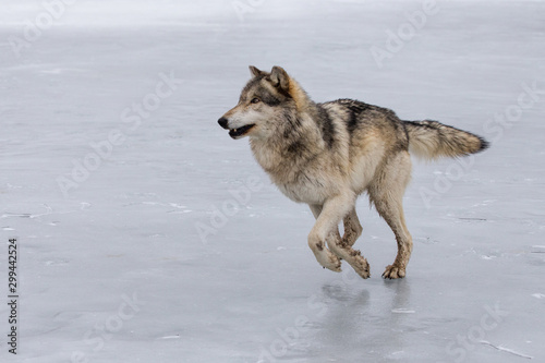 A wolf running across the ice on a frozen lake