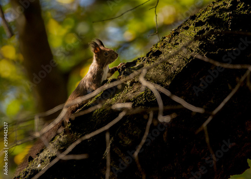 Eurasian red squirrel, Sciurus vulgaris © andrei