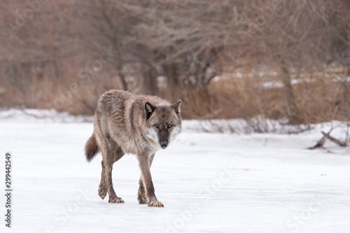 A wolf walking across the ice of a frozen lake © Jennifer