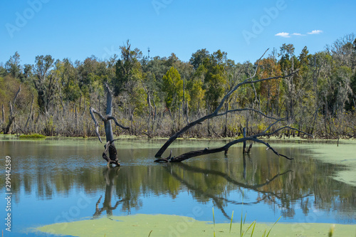 Trees and cattails surround a calm lake with a dead tree in the middle of it.