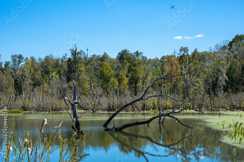 Trees and cattails surround a calm lake with a dead tree in the middle of it.