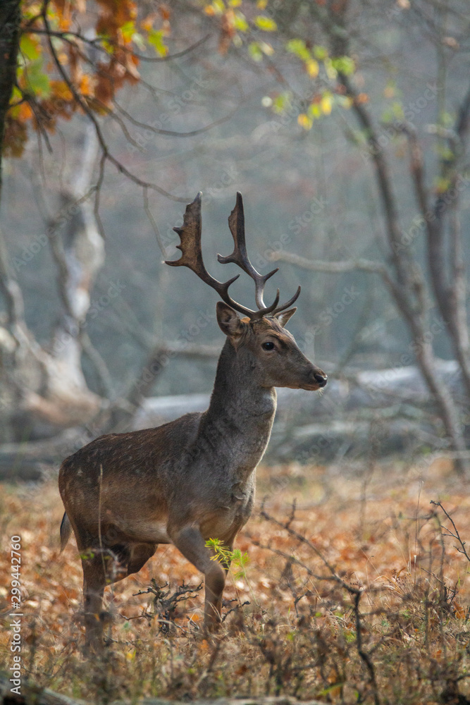 Fallow Deer, Dama dama, buck with antlers walking in a forest from South Romania Fallow Deer, Dama dama, buck with antlers walking in a forest from South Romania
