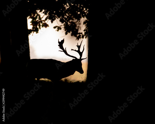 Fallow Deer, Dama dama, buck with antlers and in silhouette on a Romanian field