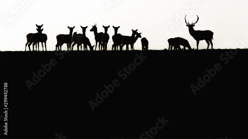 Fallow Deer, Dama dama, buck with antlers and its herd in silhouette on a Romanian field © andrei