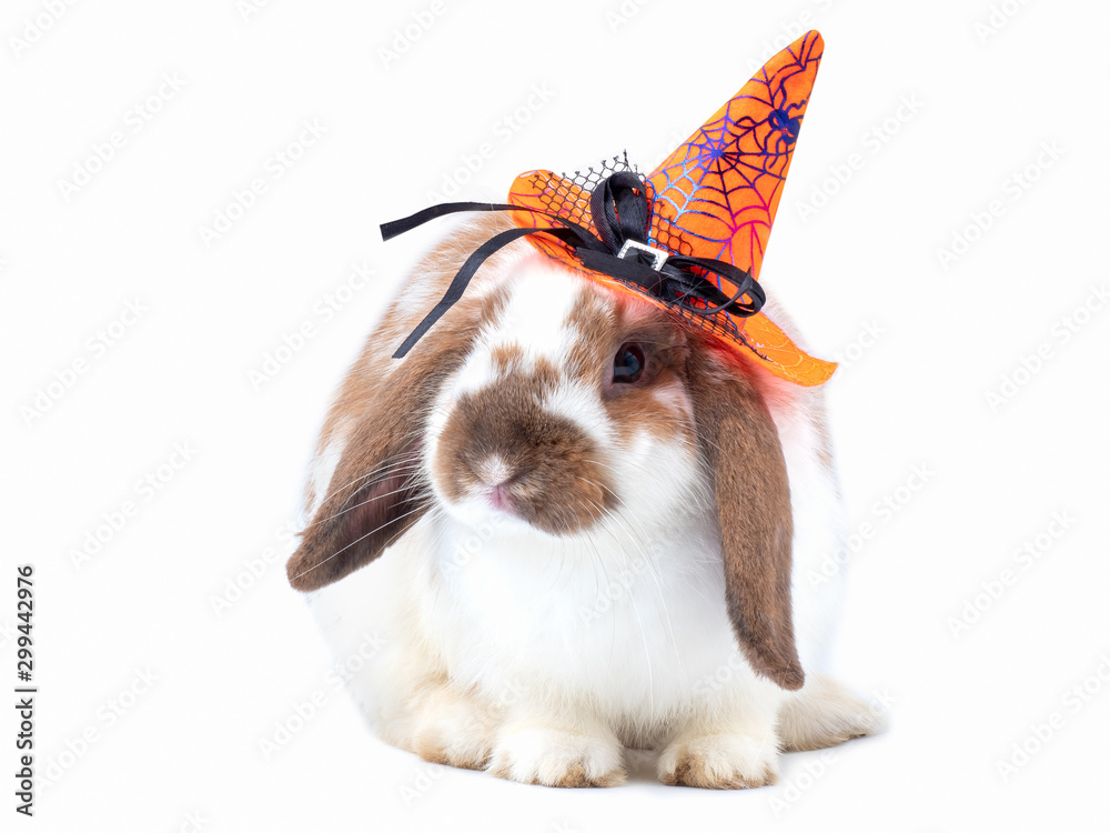 Obraz Cute holland lop white and brown rabbit wear a halloween hat on white background. Lovely action of young rabbit. Happy halloween.