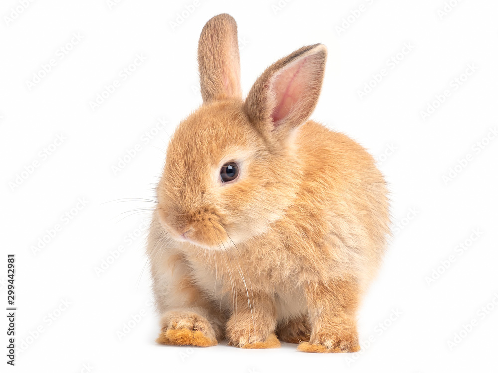 Red-brown cute baby rabbit isolated on white background. Lovely action of young brown rabbit.
