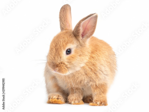 Fotografia Red-brown cute baby rabbit isolated on white background
