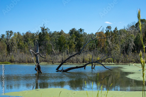 Trees and cattails surround a calm lake with a dead tree in the middle of it.