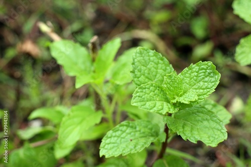 Peppermint plant in the nature