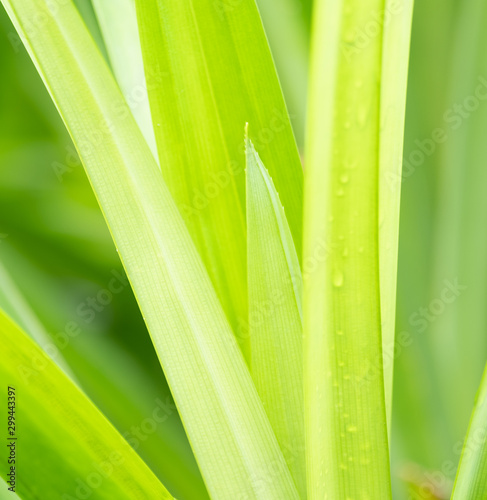 Close up leaves green color and blurred greenery background in nature.Green leaf fresh concept