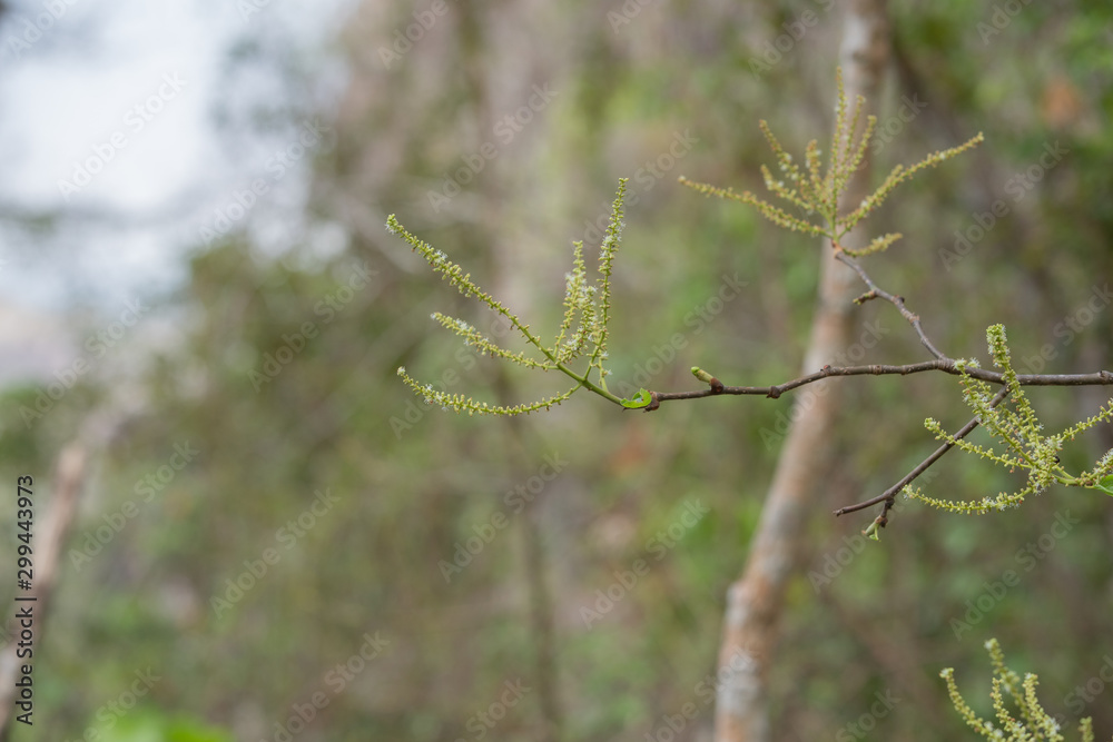 branch of a tree in spring branch of a tree in spring