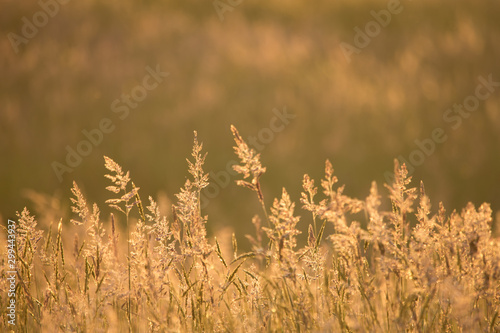 Glowing wheat or grass in a field backlit by the sun © Jennifer