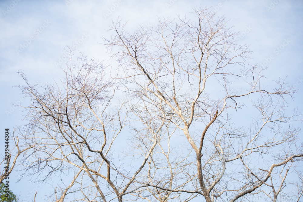 tree in winter