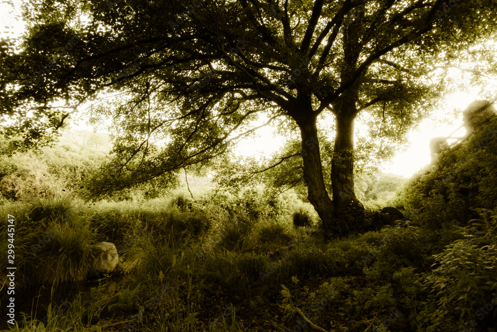 Fototapeta premium Sunset in the forest. Light is filtering thru the leafs