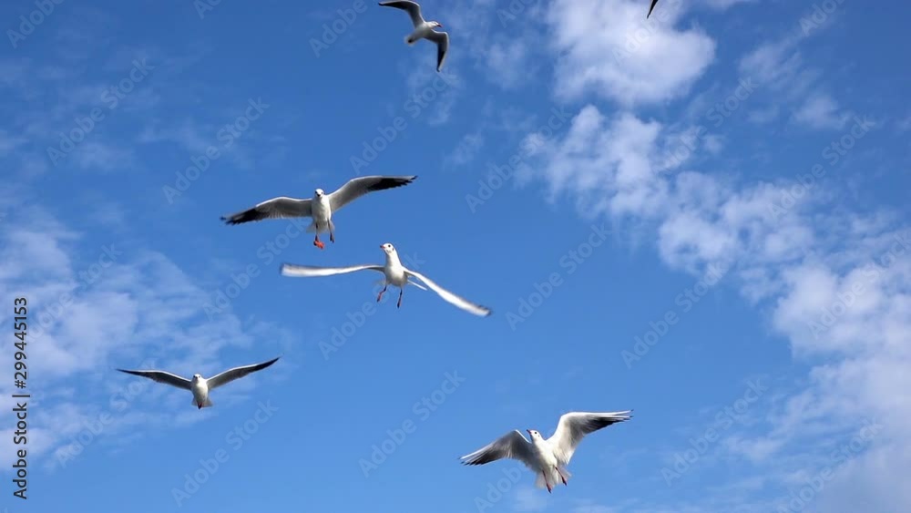 Seagulls Flying on Blue Sky Seagulls Flying on Blue Sky