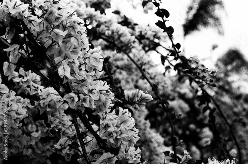thorn and petal