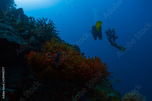 Two scuba divers swim deep underwater and passed vivid red glowing anemone coral