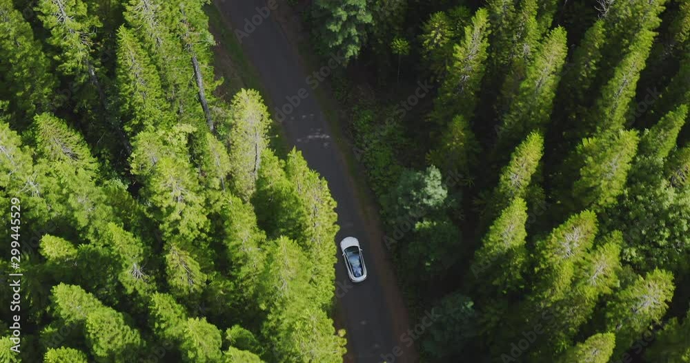 Aerial view of a modern white sedan car driving on a road surrounded by green forest pine trees, driving through a forest on a country road, green sustainable future concept