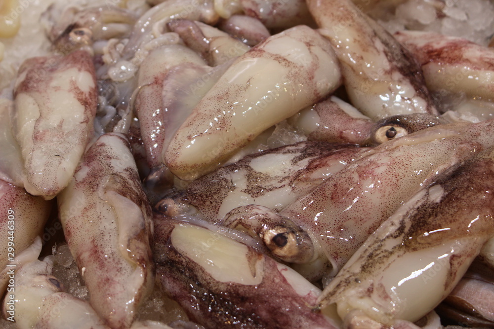 Fresh squids on the fish market counter. Fresh squids on the fish market counter.