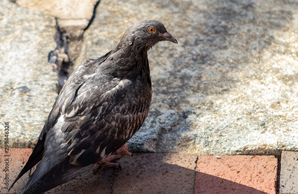 Obraz premium Feral pigeon