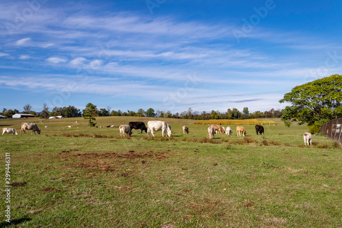 Cows in a pasture