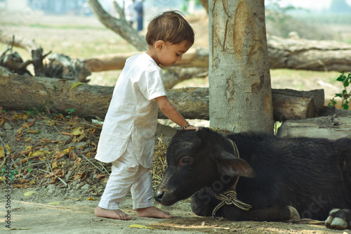 An indian village boy playing with calf © Singh_Ramana