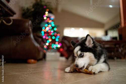 Christmas Pomsky Puppy playing with Candy Cane Bone